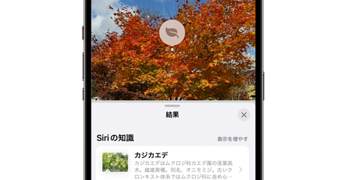 iPhoneで写真や画像に写っているものを調べる